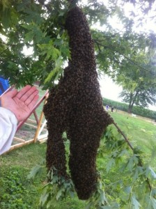 Honey bee swarm on tree branch